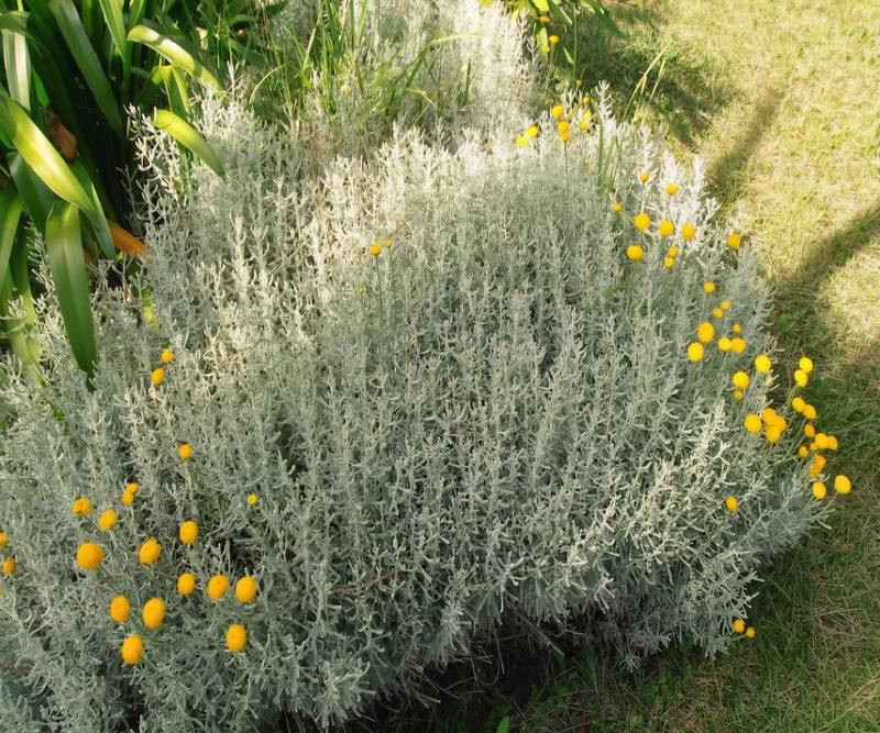 Santolina Gris